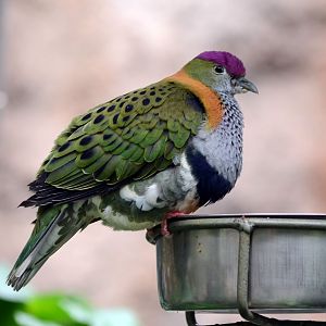Superb Fruit Dove