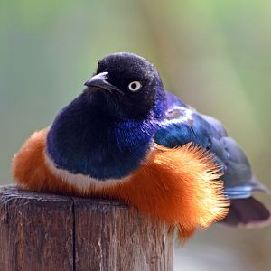 Superb Starling