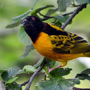 Village Weaver Male