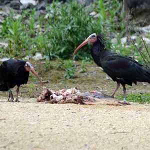 Waldrapp or Northern Bald Ibis