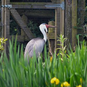 Wattled Crane