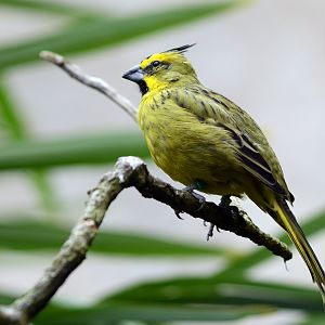 Yellow Cardinal