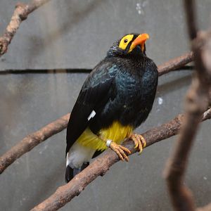 Yellow Faced Mynah