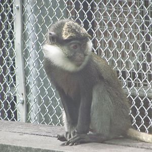 White-throated guenon