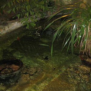 Riga Zoo - Tropical house - Pig-nosed turtle exhibit