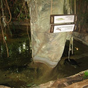 Riga Zoo - Tropical house - Pig-nosed turtle exhibit