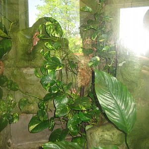 Riga Zoo - Tropical house - Amphibian exhibit #1