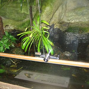 Riga Zoo - Tropical house - Amphibian exhibit #2