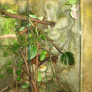 Riga Zoo - Tropical house - Amphibian exhibit #3