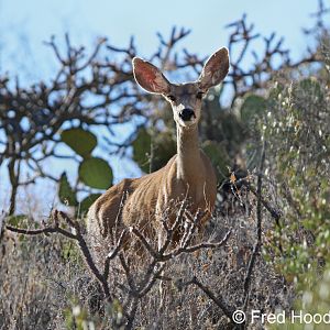 Desert Mule Deer