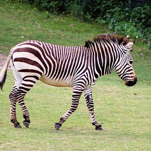 Hartmann's mountain zebra