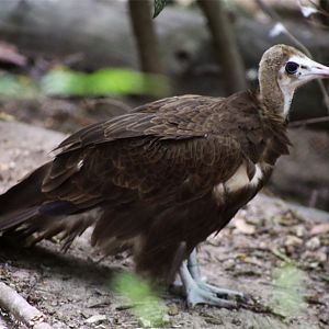 Hooded vulture