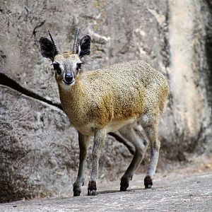 Klipspringer