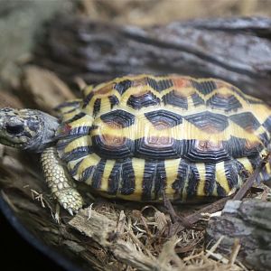 Flat-backed spider tortoise (Pyxis planicauda)