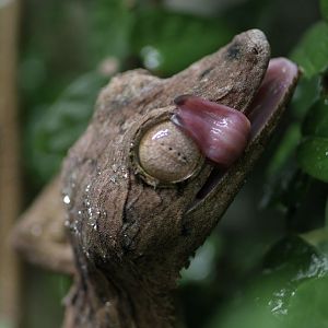 Giant leaf-tailed gecko