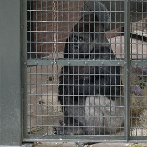 Pertinax in the outdoor cage