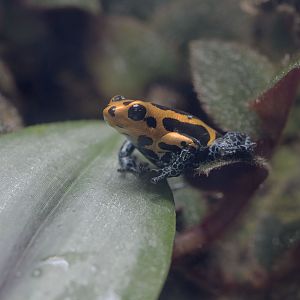 Mimic poison dart frog