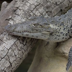 Cuban crocodile