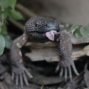 Beaded lizard