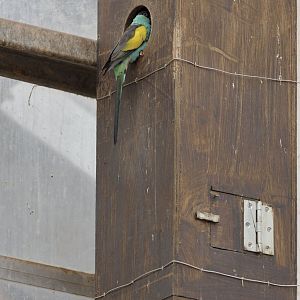 Hooded parakeet at the nest box