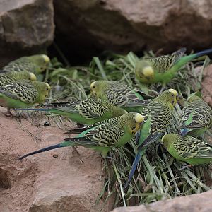 Green food for the budgies