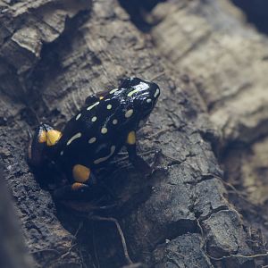 Brazil nut poison dart frog
