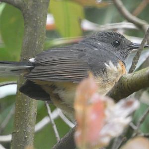 White-rumped Shama