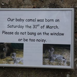 Signage on Camel birth