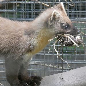 European Pine Marten