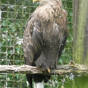 White-tailed Sea Eagle