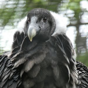 Andean Condor