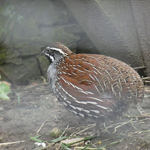 Madagascar Partridge