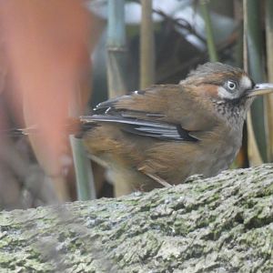 Moustached Laughingthrush