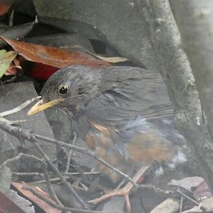 Black-breasted Thrush
