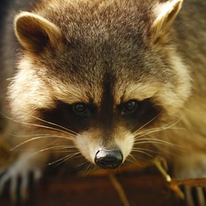 Northern Raccoon (Procyon lotor)