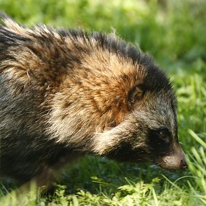 Raccoon dog (Nyctereutes procyonoides)