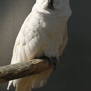 Umbrella cockatoo (Cacatua alba)