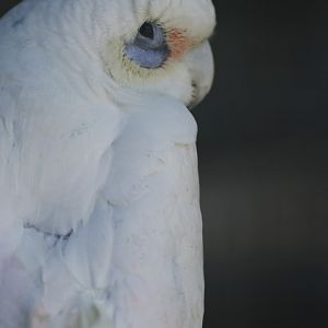 Little corella (Cacatua sanguinea)