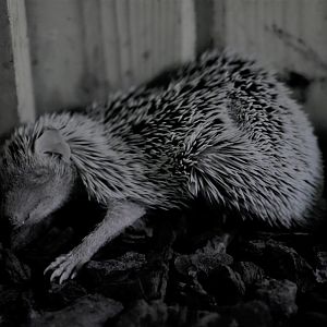 Lesser Hegdehog Tenrec (Echinops telfairi)