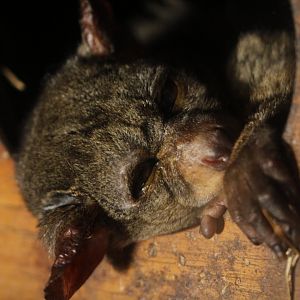 Thick-tailed bushbaby (Otolemur crassicaudatus)