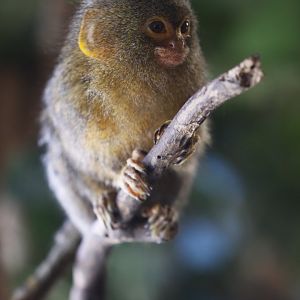 Pygby marmoset (Cebuella pygmaea)