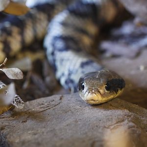 False water cobra (Hydrodynastes gigas)