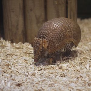 Southern three-banded armadillo (Tolypeutes matacus)
