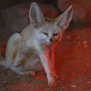 Fennec fox (Vulpes zerda)