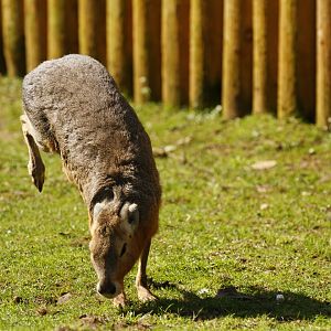 Patagonian mara (Dolichotis patagonum) having a funny 5 minutes