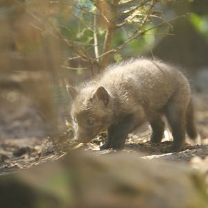 Silver fox pup