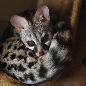 Common genet (Genetta genetta)