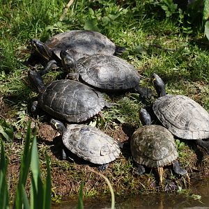 Yellow-bellied sliders (Trachemys scripta scripta)