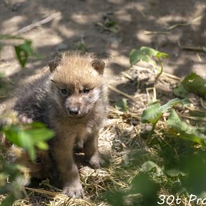 Arctic Wolf Pups