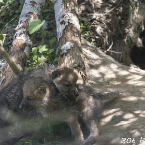 Arctic Wolf Pups
